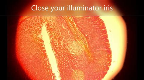 Image result for Microscope Alignment