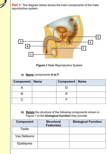Image result for Male Reproductive System Components