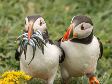 Nature Animals 的图像结果