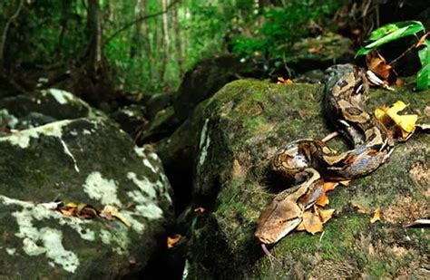 Reticulated Python Poop 的图像结果