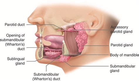 2.7: Salivary Glands - Medicine LibreTexts
