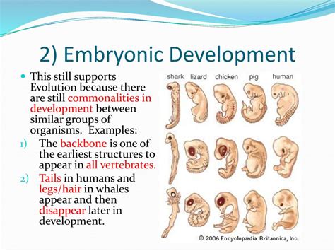BioGenetic 的图像结果