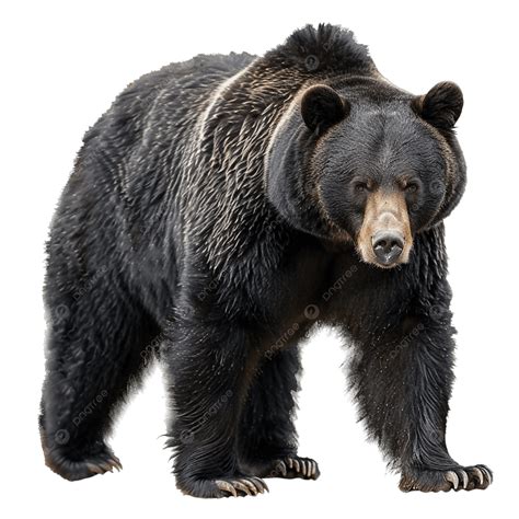 Black Bear Standing On Hind Legs, Black Bear Standing, Bear On Hind ...