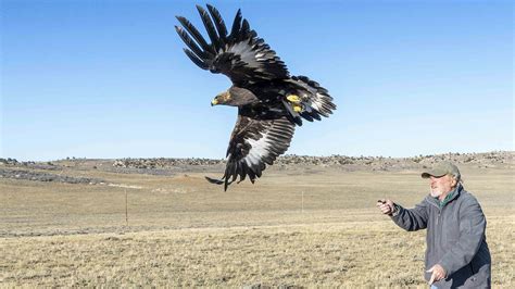 Conservation Group Sues, Claims Feds Hiding Wyoming Wind Turbine Eagle Deaths | Cowboy State Daily