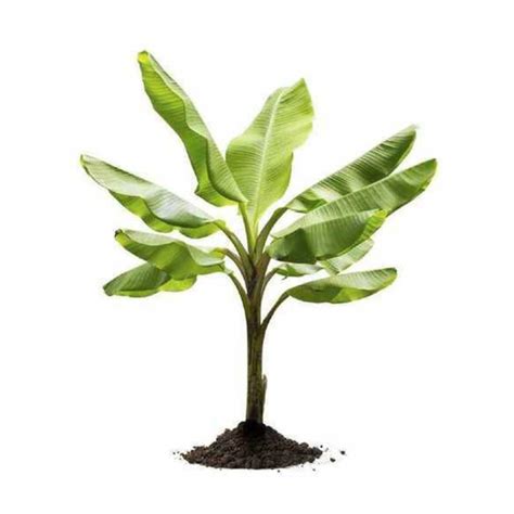 Oxygen Forest | Gift Plants