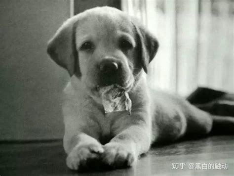 一识 | 中国版《导盲犬小Q》九月上映，现在就带你重新认识导盲犬_训练