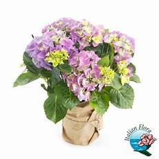 fiori per chiedere scusa spedisci a domicilio i migliori fiori per chiedere scusa fiori per chiedere scusa spedisci a domicilio i migliori fiori per chiedere scusa
