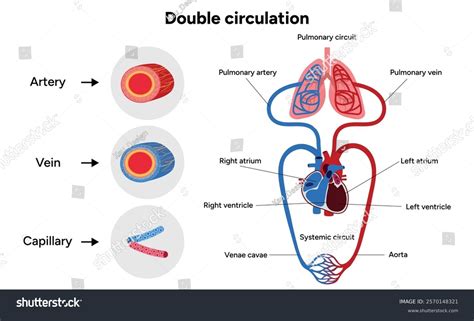 Image result for What Is a Double Circulation