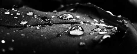 Download wallpaper 2560x1024 drops, dew, surface, shadow, black and ...