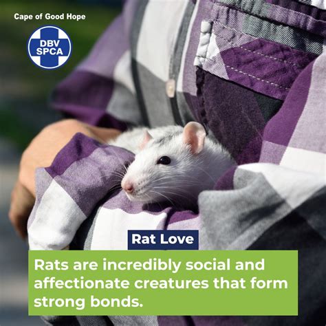#spca #capespca #capetown #littlewonders #ratlove #furryfriendship ...