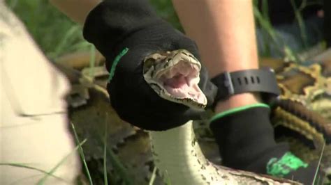 Florida Python Roundup 的图像结果