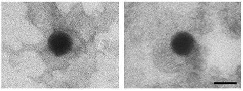 Pre-Drawn Syringes of Comirnaty for an Efficient COVID-19 Mass ...