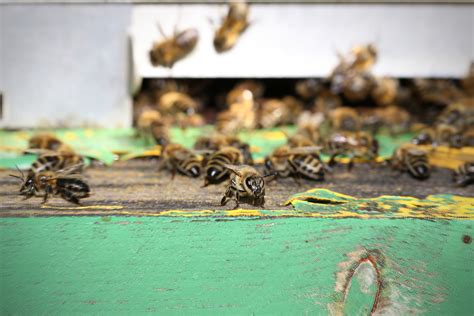 Drone Honey Bee Lifespan