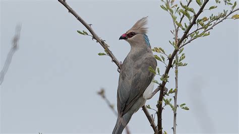 Download wallpaper 1920x1080 bird, branches, tree, sky, fog full hd ...