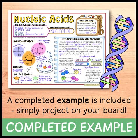Nucleic Acids Vocabulary at Heidi Tan blog