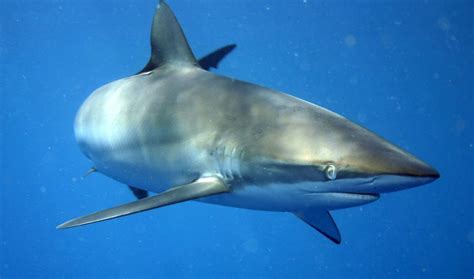 How maps link sharks, Pokémon Go and a Tesla | TomTom Newsroom