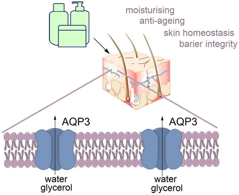 Aquaporins in the Skin: Molecular Regulators of Hydration and Potential ...