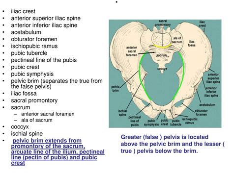 Anterior Superior Iliac Spine