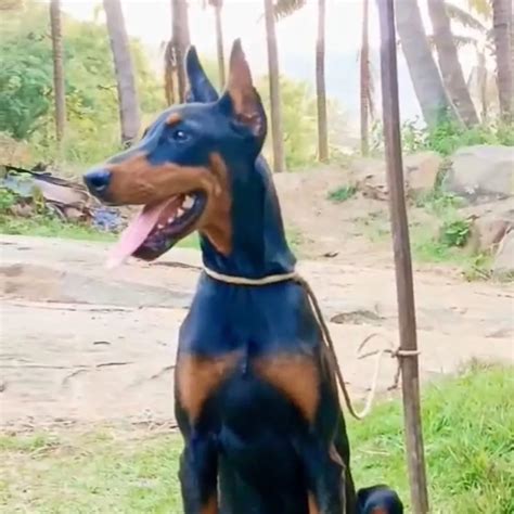 Doberman Pinscher | Breed Information, Price, Temperament