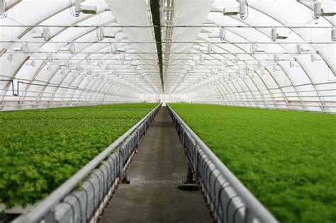 35 Facts About Greenhouse Effect - Facts.net