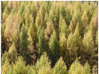 Constructing a Forest Color Palette and the Effects of the Color Patch ...