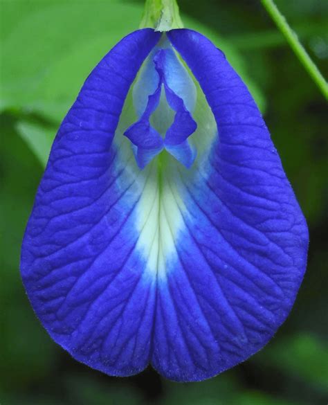 the clitoria flower. : r/dontputyourdickinthat