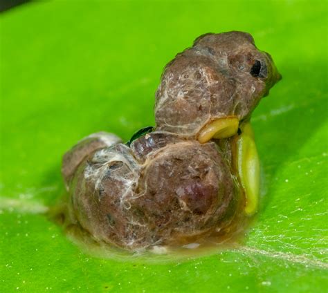 Image result for Bird Poop Reactions