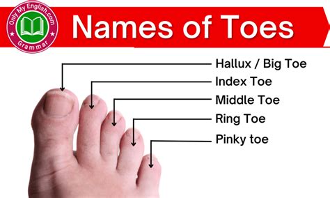 Names of Toes: Individual Names of Toes on Feet » Onlymyenglish.com