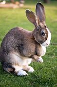 Image result for Lion Bunnies