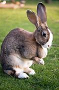 Image result for Cute Bunny Pictues