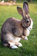 Image result for Cute Black and White Bunnies