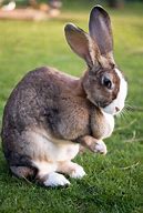 Image result for All Cute Baby Bunnies