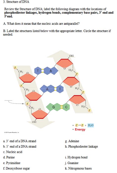 DNA Label 的图像结果
