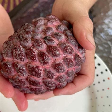 Purple Sugar Apple Fruit Plant ( Annona Squamosa ) – veliyathgardens