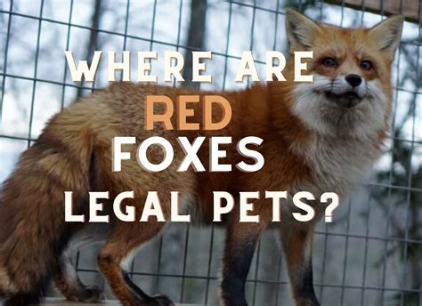 Red Fox Pet