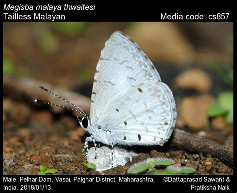 Megisba malaya | Butterfly