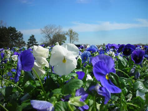 Are Pansies Annual Or Perennial Flowers