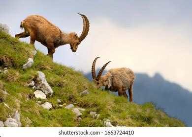Image result for Goat Mating Behavior