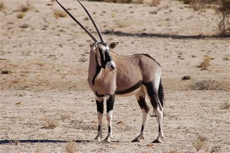 36 Facts About Fiddler Crab - Facts.net