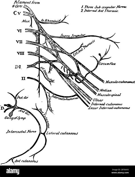 Brachial Plexus Drawing Brachial Plexus Stock Illustrations – 102