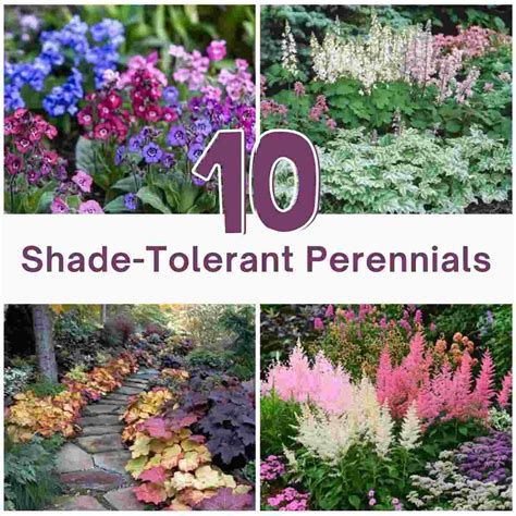 10 Best Shade-Tolerant Perennials Garden Ideas
