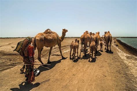 The camel herders of Kutch | Fountain Ink
