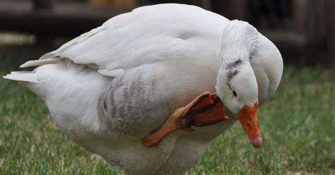 10 Facts about Geese - FOUR PAWS International - Animal Welfare ...