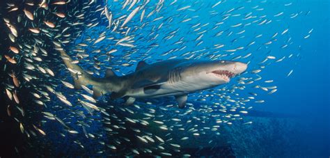 Sand Tiger Shark Eating Fish