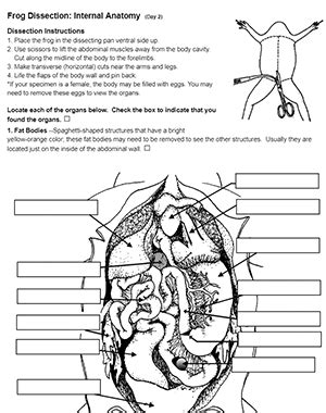 Frog Dissection Biology by Me 的图像结果