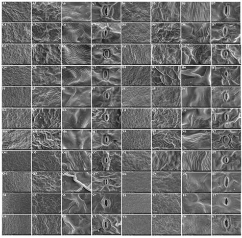 The Micromorphology and Its Taxonomic Value of the Genus Sanicula L. in ...
