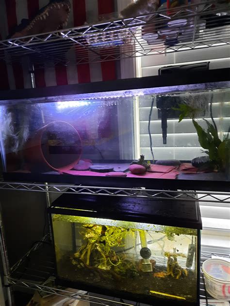 axolotl tank setup It's going to house 2 should I buy a hammock : r ...