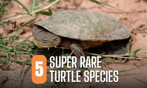 Box Turtle Predators 的图像结果