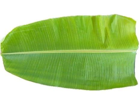 Urancia® Kele Ka Patta Banana Leaf Banana Ka Patta Kela Leaves 10Pcs ...