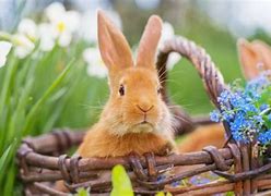 Image result for Spring Rabbit